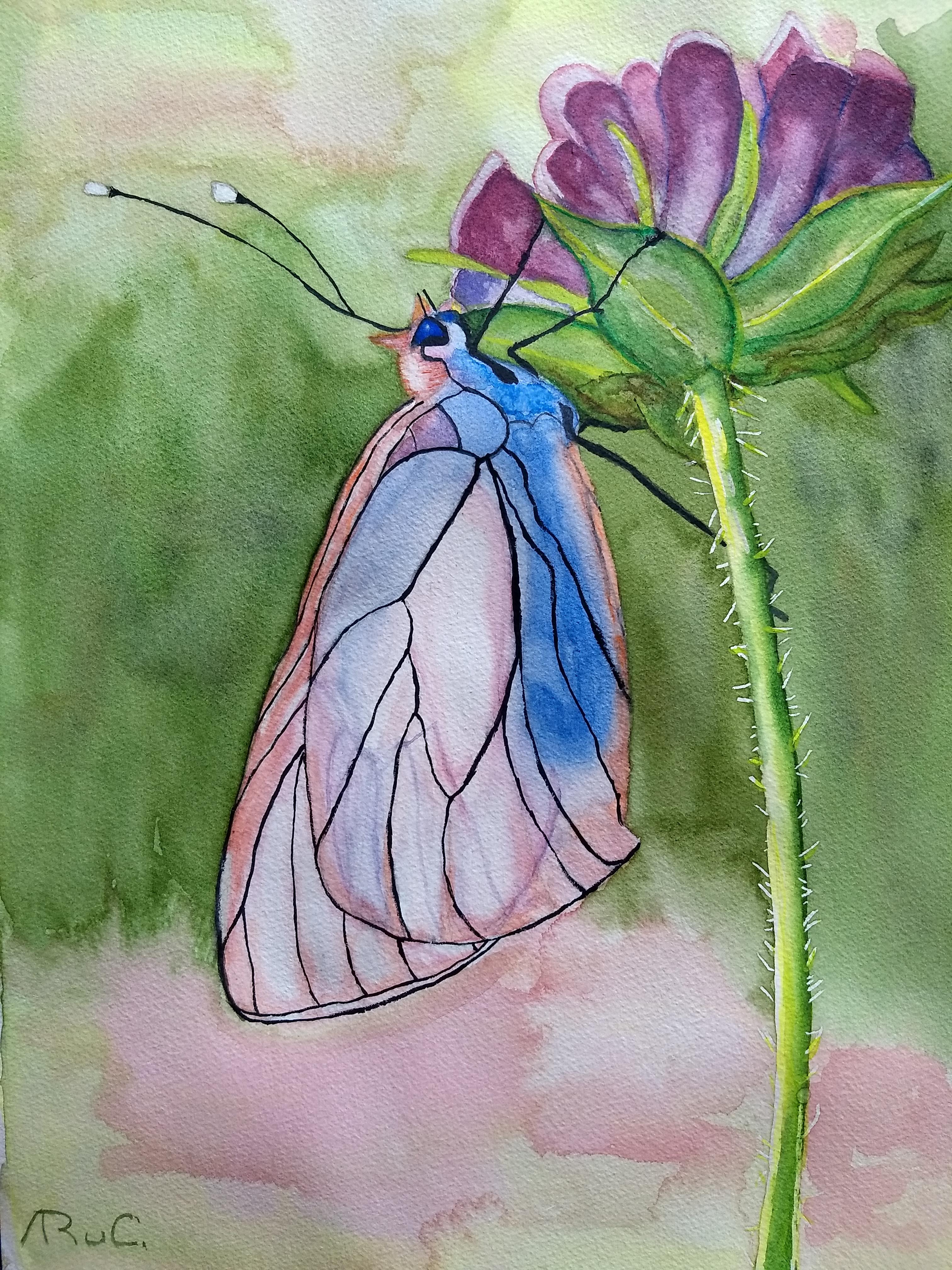 aquarel-vlinder-roze
